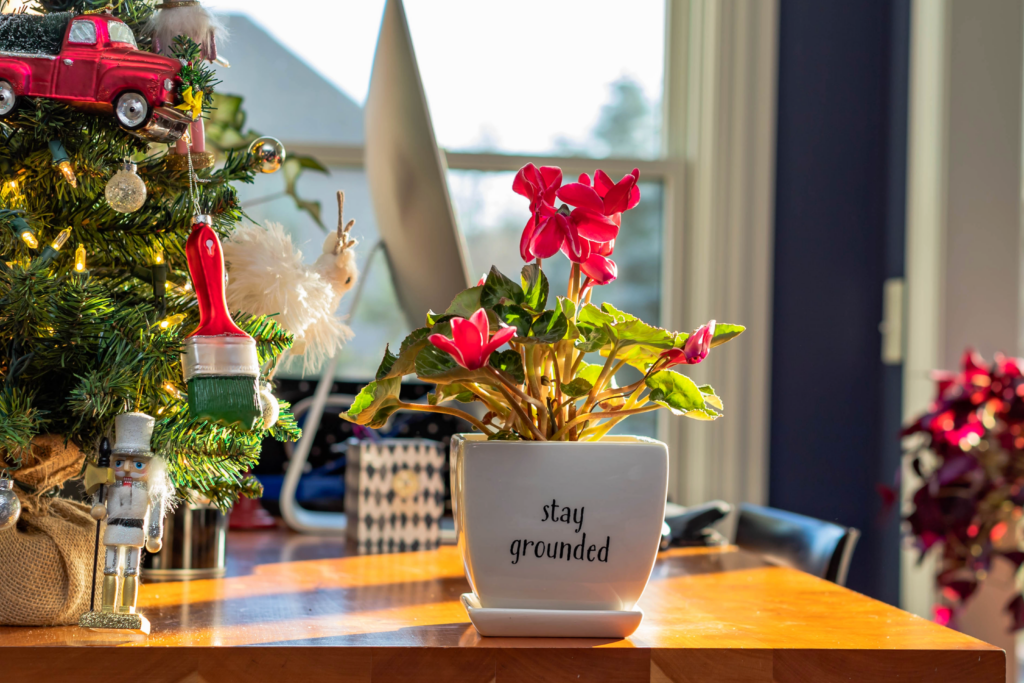cyclamen florarie