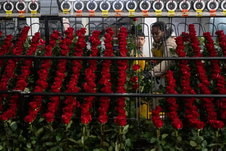 flori locale, producatori flori